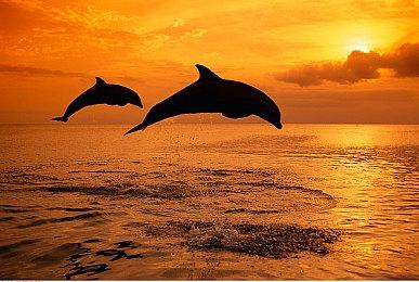 《为了吾王II》现已在Steam页面免费开启B测预约!